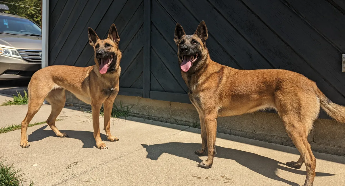 Two Belgian Malinois standing calmly at the Paradigm K9 facility