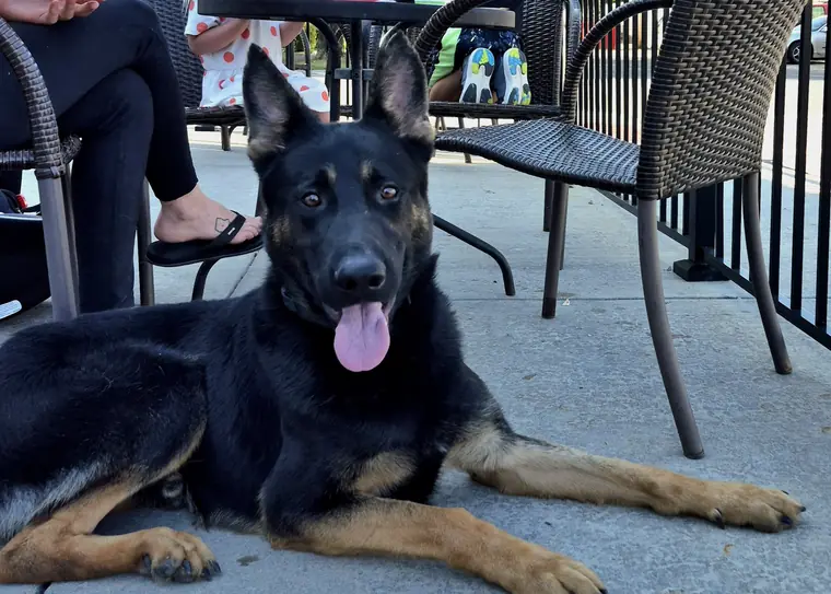 A German Shepherd lying calmly on a busy restaurant patio beside a family