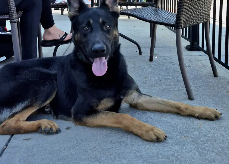 A German Shepherd lying calmly on a busy restaurant patio beside a family