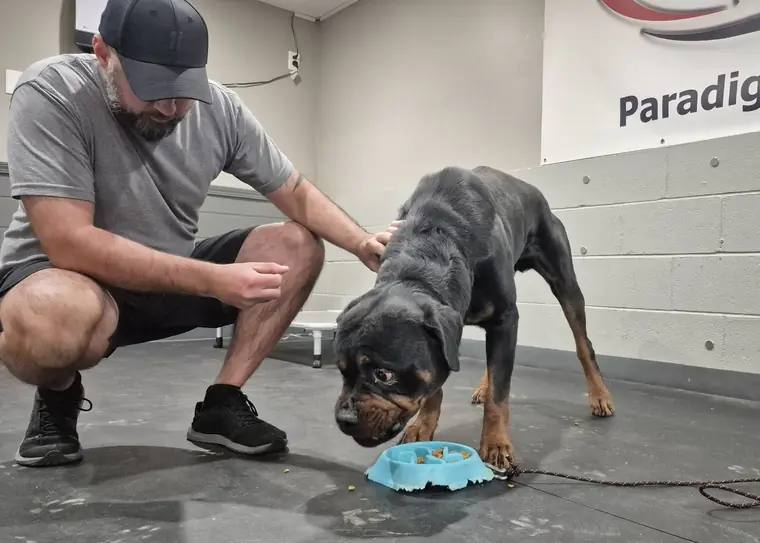 Paradigm K9 trainer working a Rottweiler inside the Paradigm K9 training facility