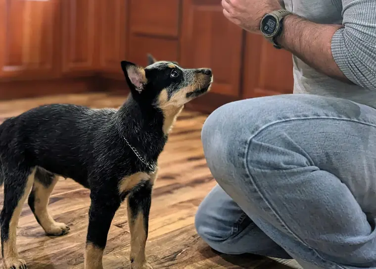 A Paradigm K9 trainer kneeling with a young puppy holding a sit in a home kitchen