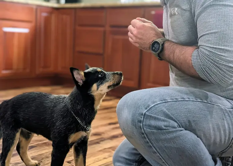 A Paradigm K9 trainer kneeling with a young puppy holding a sit in a home kitchen